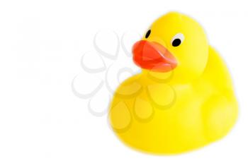 Classic yellow plastic duck with white background