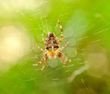 Macro shot of small spider.