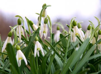 Green snowflake in the garden at the end of winter.