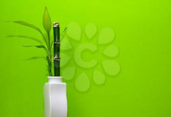 Bamboo in the white vase with green background.