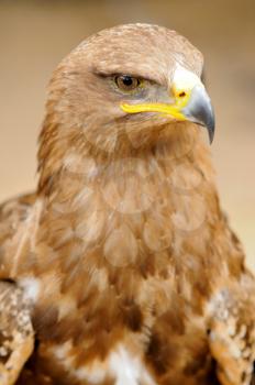 Head portrait oh Golden Eagle.