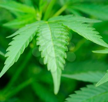 Macro shot of green Cannabis leaf.