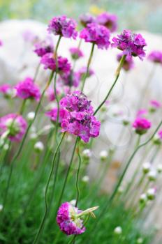 Violet flower with long footstalk in the garden.