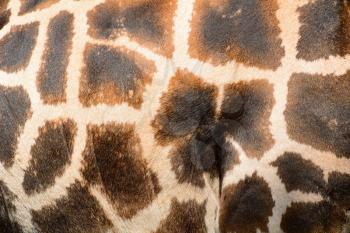 Giraffe brown skin pattern background closeup shot.