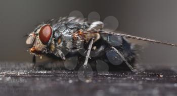 Macro shot of black fly with dark background.