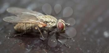 Macro shot of ugly fly with dark background.