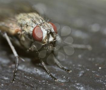 Macro shot of head ugly fly with dark background.