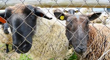 Closeup shot of the two sheep heads behind the fence.