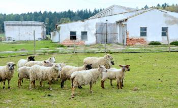 Flock of grazing sheep outside of the farm.