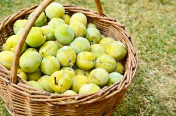 Basket full of healthy fresh yellow plums on the grass.