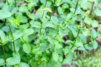 Closeup of growing fresh mint bush with branches and leaves.