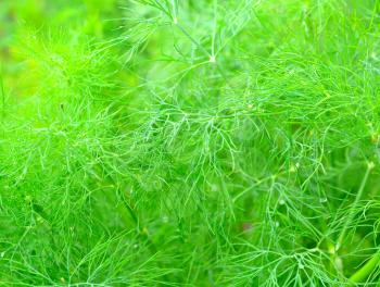 Fresh dill branches background. Green young dill in garden closeup.