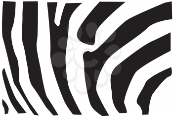 Detail vector illustration of zebra fur pattern.