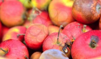 Closeup of heap of rotten red apples.