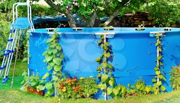 Blue swimming pool overgrown with green leaves and other flowers in garden.