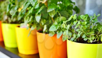 Orange and yellow decorative pots with fresh growing herbs.