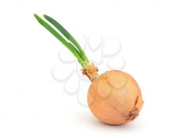 One fresh onion on white background.