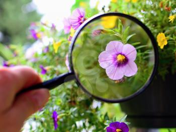 View of purple Million bells flower under magnifying glass.