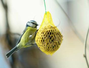 Closeup of Cute Great Tit Bird (Cyanistes Caeruleus) Hanging on Net Suet Feeder.