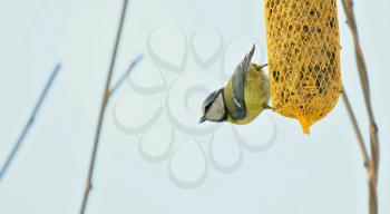 Closeup of Cute Great Tit Bird (Cyanistes Caeruleus) Hanging on Net Suet Feeder.