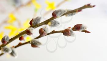 Spring Easter willow branches with small silvery fur buds, also known as pussy willow.