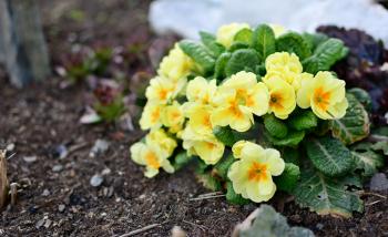 Bunch of yellow primula veris plants growing from soil in the garden. Primula veris closeup.