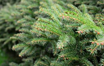 Close up of young spruce tree branches. Shallow depth of field, focused on foreground.