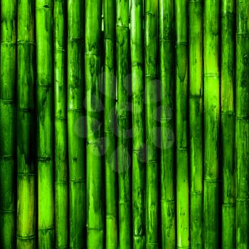 Bamboo wall texture close-up. Green nature background