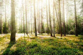 Forest sunrise. Clear wild forest summer panorama