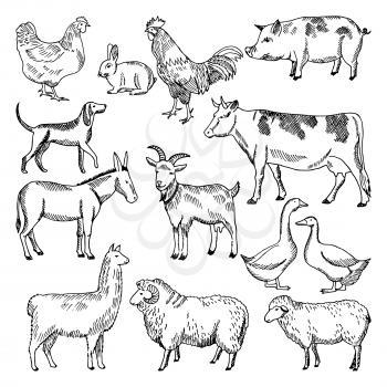 Vintage farm animals. Farming illustration in hand drawn style. Animal farming sketch drawing chicken and goose, hog and rooster vector