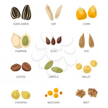 Different seeds isolated on white. Sunflower, coffee, pumpkin and other vector icon set. Seed and bean organic, illustration of pumpkin seed and grain