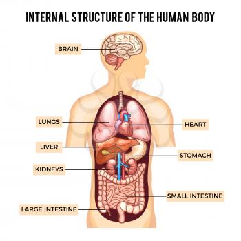 Human body and organs systems. Vector infographic anatomy system, human body with kidney and lung, brain and stomach illustration