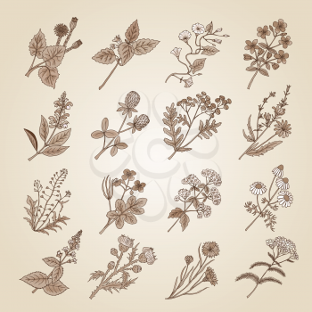 Vector illustration in vintage style. Collection of hand drawn medicinal, botanical and healing beauty herbs from garden. Botanical herbal plants, floral organic flower