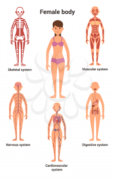 Female body. Human anatomy. Skeletal and muscular system, nervous and circulatory system, human digestive system. Human anatomy skeletal and digestive system. Vector illustration