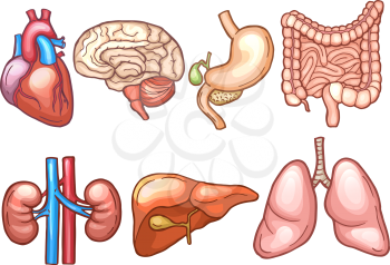 Human organs in cartoon style. Biology illustrations human, organ stomach and heart, liver and brain vector