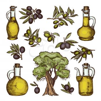 Colored illustrations of different olive products and ingredients. Vector hand drawn pictures isolated. Oil and olive, organic colored sketch drawing glass bottle with oil