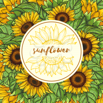 Background illustration with sunflowers and place for your text. Sunflower banner emblem, organic sun flower garden vector
