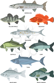 Cartoon illustrations of freshwater and ocean fishes. Vector collection of fish wildlife, crappie and tuna, carp and buffalo, rockfish and barracuda