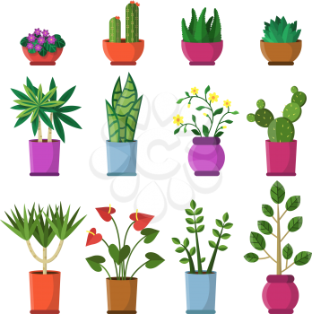 House plants in pots. vector illustrations in flat style. Home plant green with color flower, cactus and flowerpot