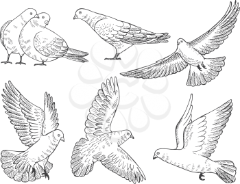 Hand drawn pictures of pigeons at different poses. Vector dove drawing, bird pigeon illustration