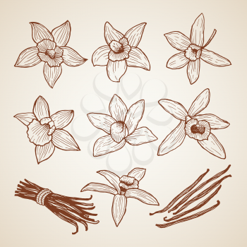 Biology illustrations. Aroma flowers of cinnamon. Spice ingredient, flower natural vector