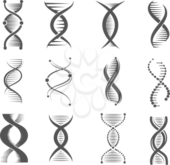 Dna spiral icons. Helix human technology research molecule and chromosome medical and pharmaceutical vector symbols. Dna and chemistry, medical science biochemistry helix illustration