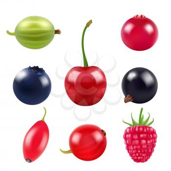 Realistic pictures of berries. Various fresh fruits blackberry, blueberry and barberry. Vector illustration