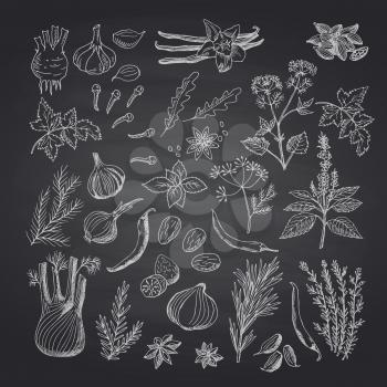 Vector hand drawn herbs and spices of set on black chalkboard illustration