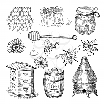 Honey, bee, honeycomb and other thematically hand drawn pictures. Vector vintage illustration. Honey bee insect, honeycomb organic