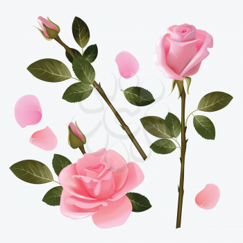 Rose collection. Beautiful plant pink and red bud rose love symbol vector picture collection. Illustration of floral plant rose, nature flower