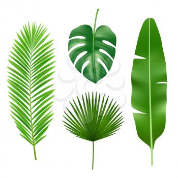 Tropical leaves. Jungle green plant nature realistic vector element. Exotic leaf tropical from summer jungle illustration