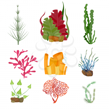 Seaweed. Underwater ocean or sea plants marine botanical wildlife cartoon set. Botanical underwater aquarium plant, wildlife seaweed illustration