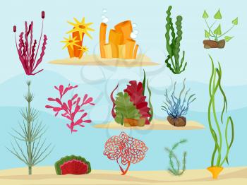 Seaweed underwater. Wildlife marine botanical plants in ocean or sea vector decoration collection. Plants botanical for aquarium, tropical ocean underwater illustration