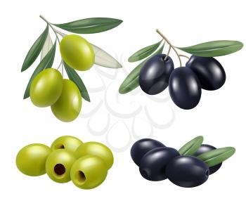 Olive realistic. Greek nature food olive branches relax spa oil vector symbols. Illustration olive fruit green and black